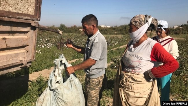 Взвешивание собранного хлопка-сырца. Туркестанская область, 2 октября 2018 года.