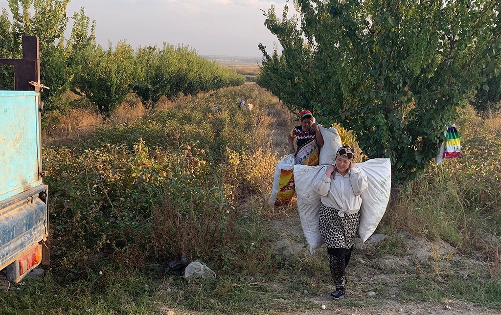 Tajikistan cotton