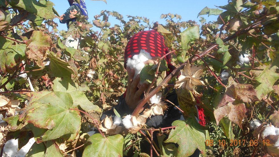 Ребенок в Кашкадарье прячет лицо; фото: Ц-1